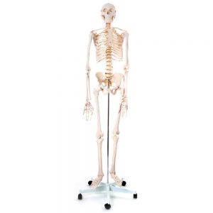 Skeleton Model