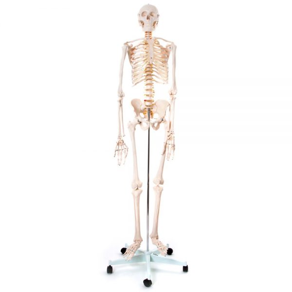 Skeleton Model