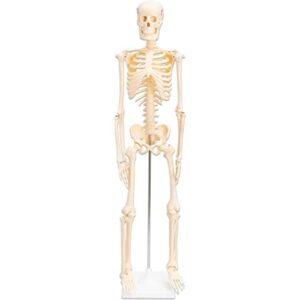 mini skeleton anatomy model